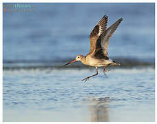 Hudsonian Godwit