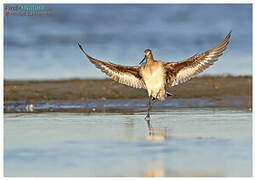 Hudsonian Godwit