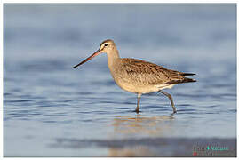 Hudsonian Godwit