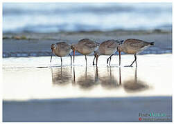 Hudsonian Godwit