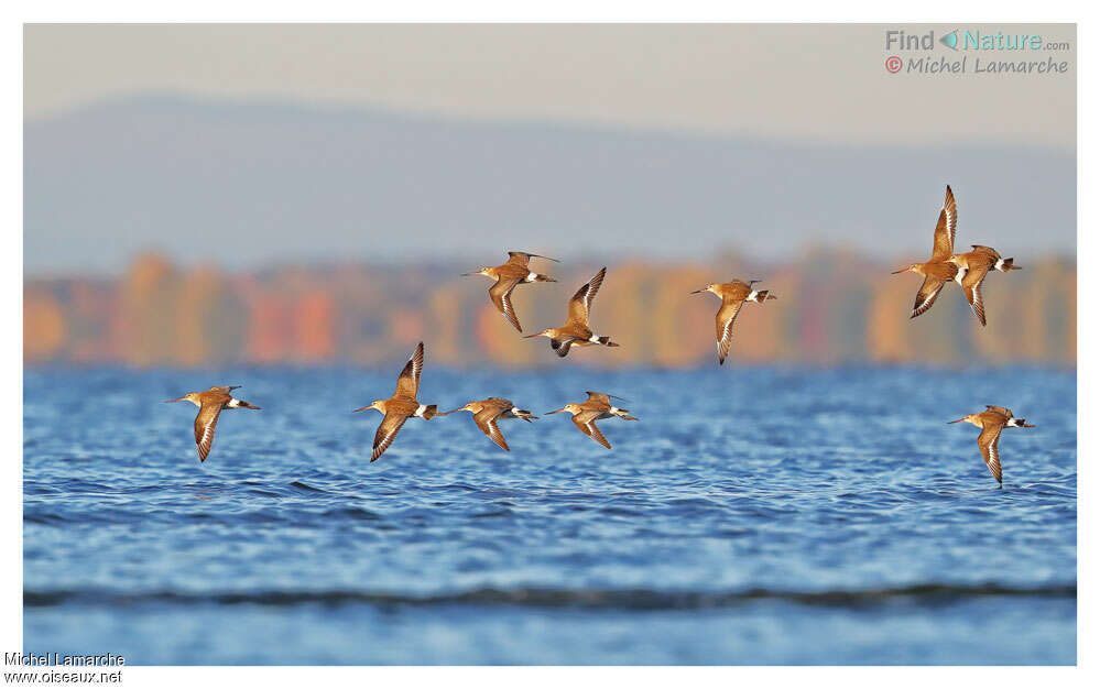 Hudsonian Godwit, pigmentation, Flight