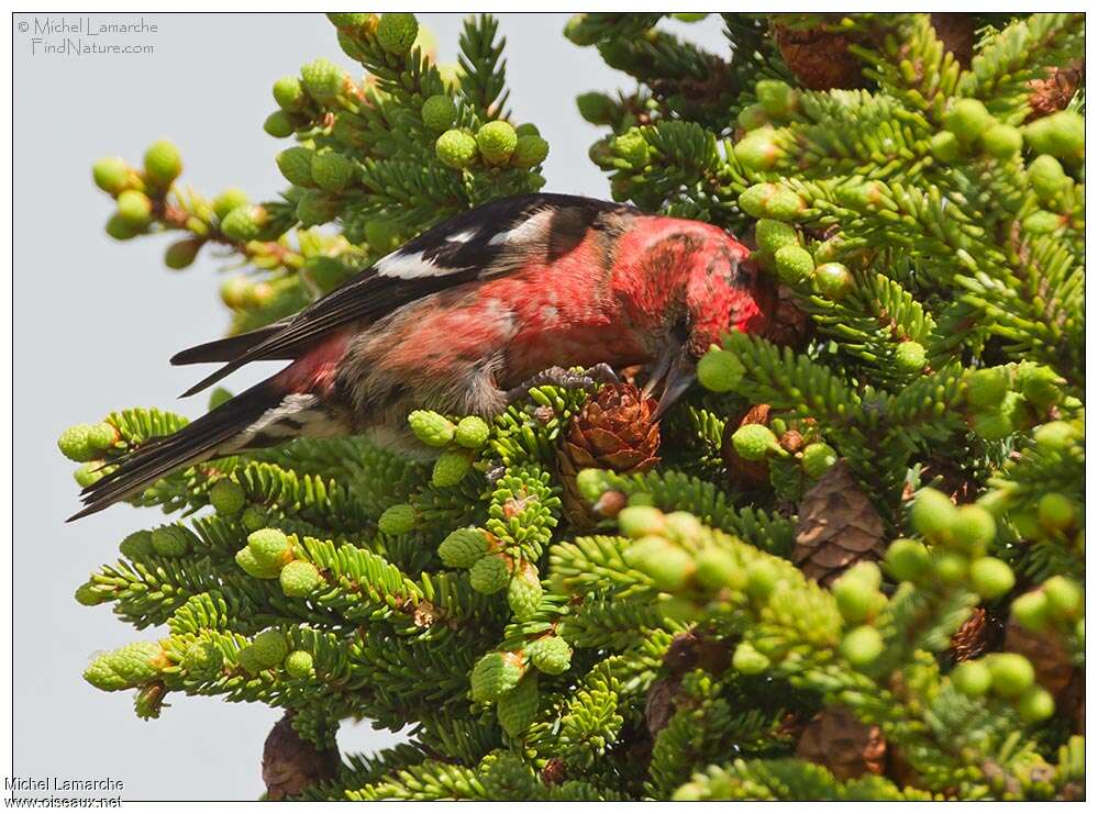 Two-barred Crossbill male adult, habitat, pigmentation, feeding habits, eats