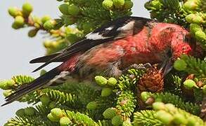 Two-barred Crossbill