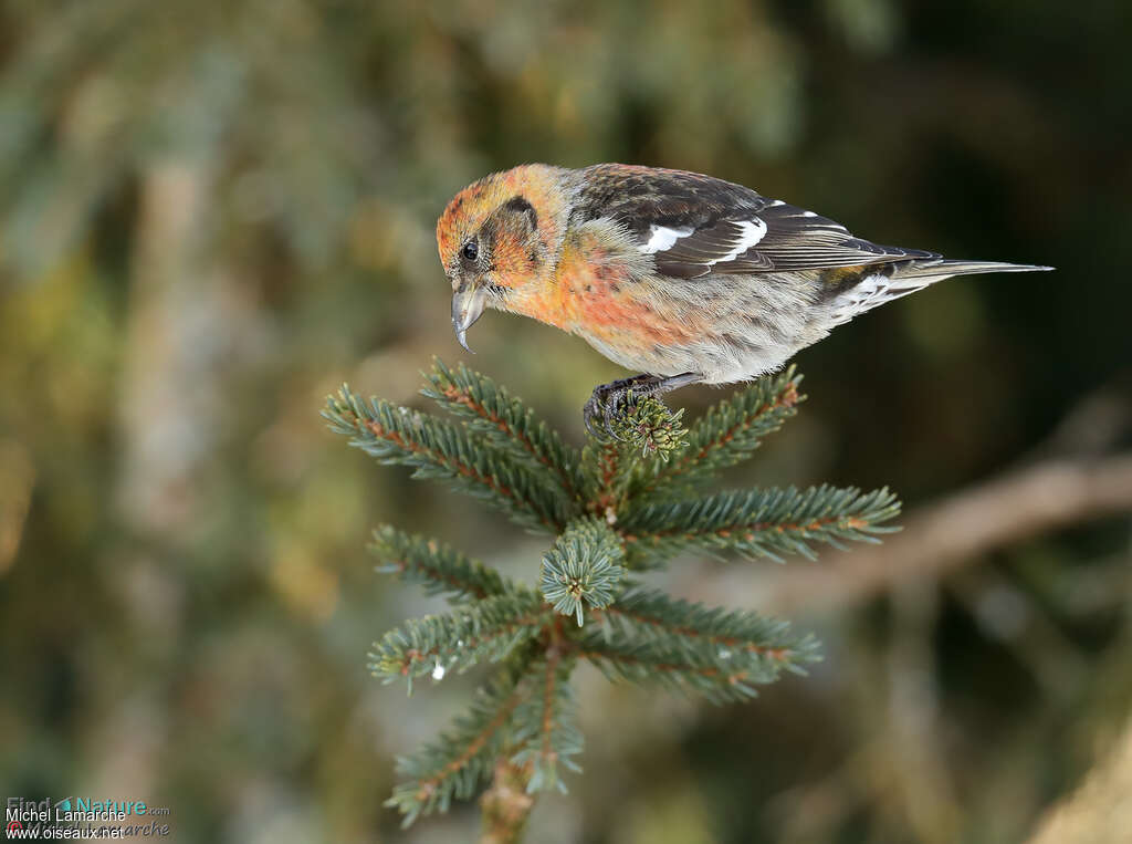Two-barred Crossbill female adult post breeding, habitat, Behaviour