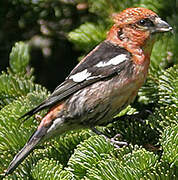 Two-barred Crossbill