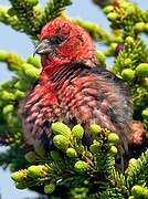 Two-barred Crossbill