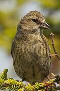 Two-barred Crossbill