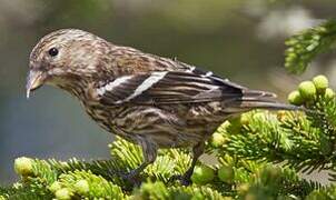 Two-barred Crossbill