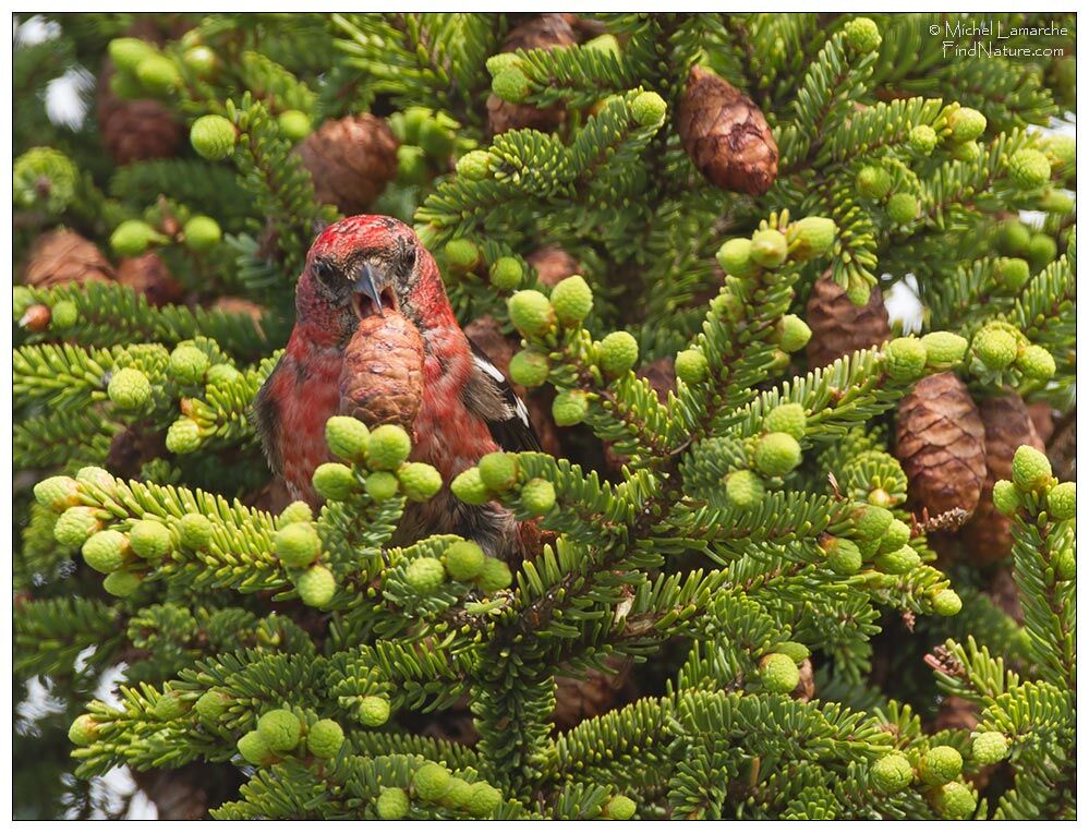 Two-barred Crossbill male adult, close-up portrait, pigmentation, feeding habits, eats