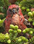 Two-barred Crossbill