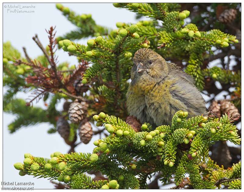 Two-barred Crossbill female adult, close-up portrait, pigmentation