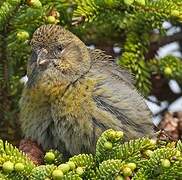 Two-barred Crossbill