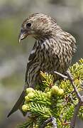 Two-barred Crossbill