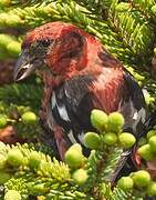 Two-barred Crossbill