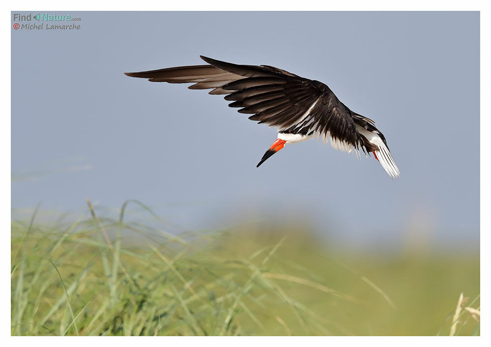 Black Skimmeradult breeding, Flight