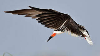 Black Skimmer