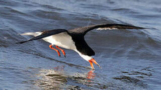 Black Skimmer