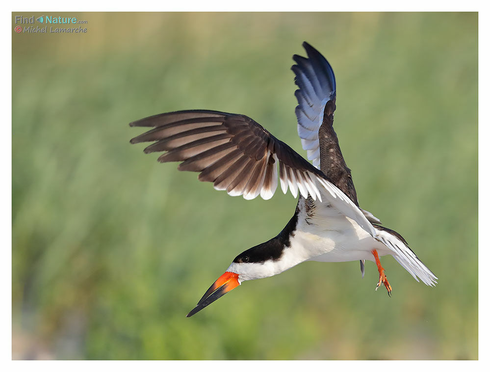 Black Skimmeradult breeding, Flight