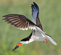 Black Skimmer