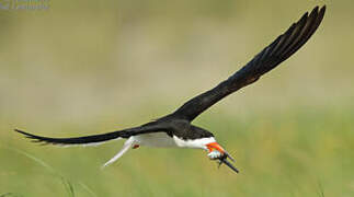 Black Skimmer