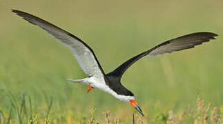 Black Skimmer