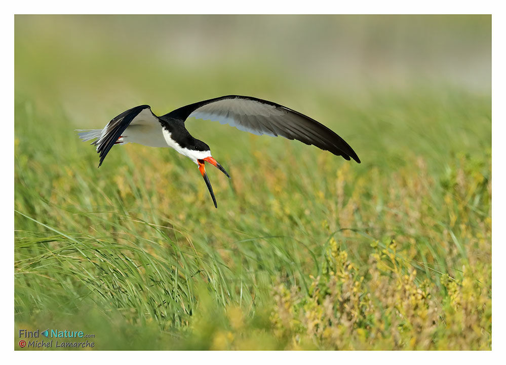 Black Skimmeradult breeding, Flight