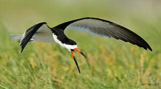 Black Skimmer