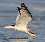 Black Skimmer