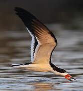 Black Skimmer