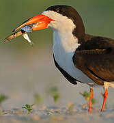 Black Skimmer