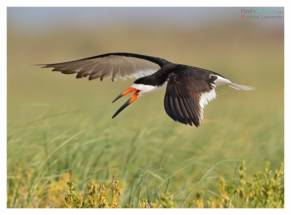 Black Skimmeradult breeding, Flight