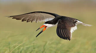 Black Skimmer