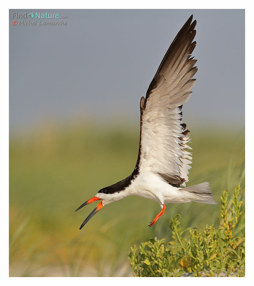 Black Skimmeradult breeding, Flight