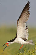 Black Skimmer