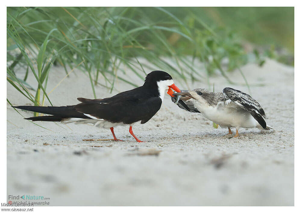 Black Skimmer, feeding habits, eats, Reproduction-nesting