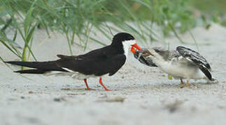 Black Skimmer