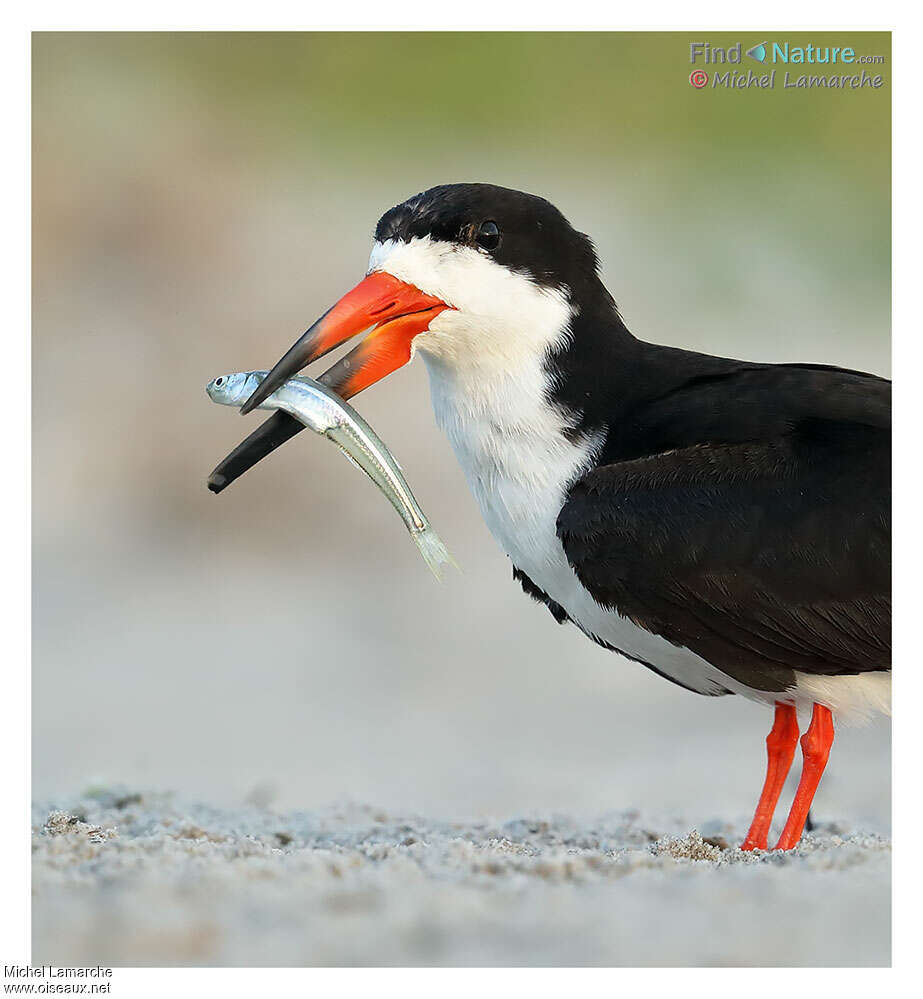 Black Skimmeradult breeding, feeding habits