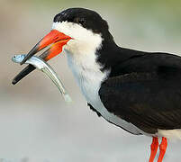 Black Skimmer