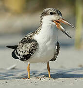 Black Skimmer