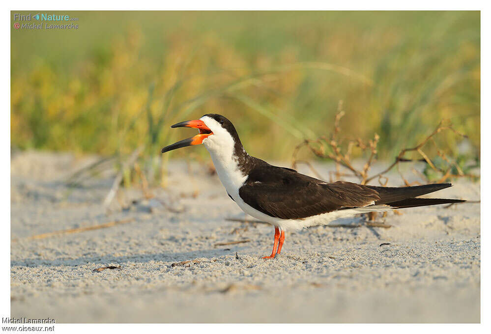 Pantanal : Les oiseaux aquatiques