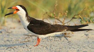 Black Skimmer