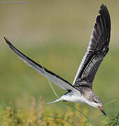 Black Skimmer