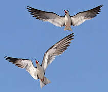 Black Skimmer