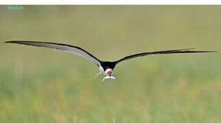 Black Skimmer