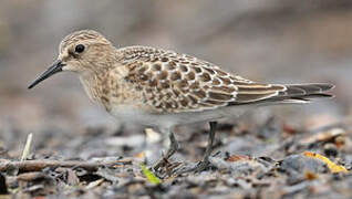 Baird's Sandpiper