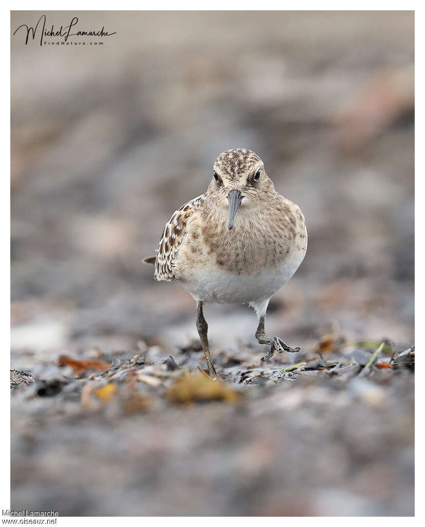 Baird's Sandpiperjuvenile, close-up portrait