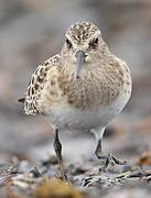 Baird's Sandpiper