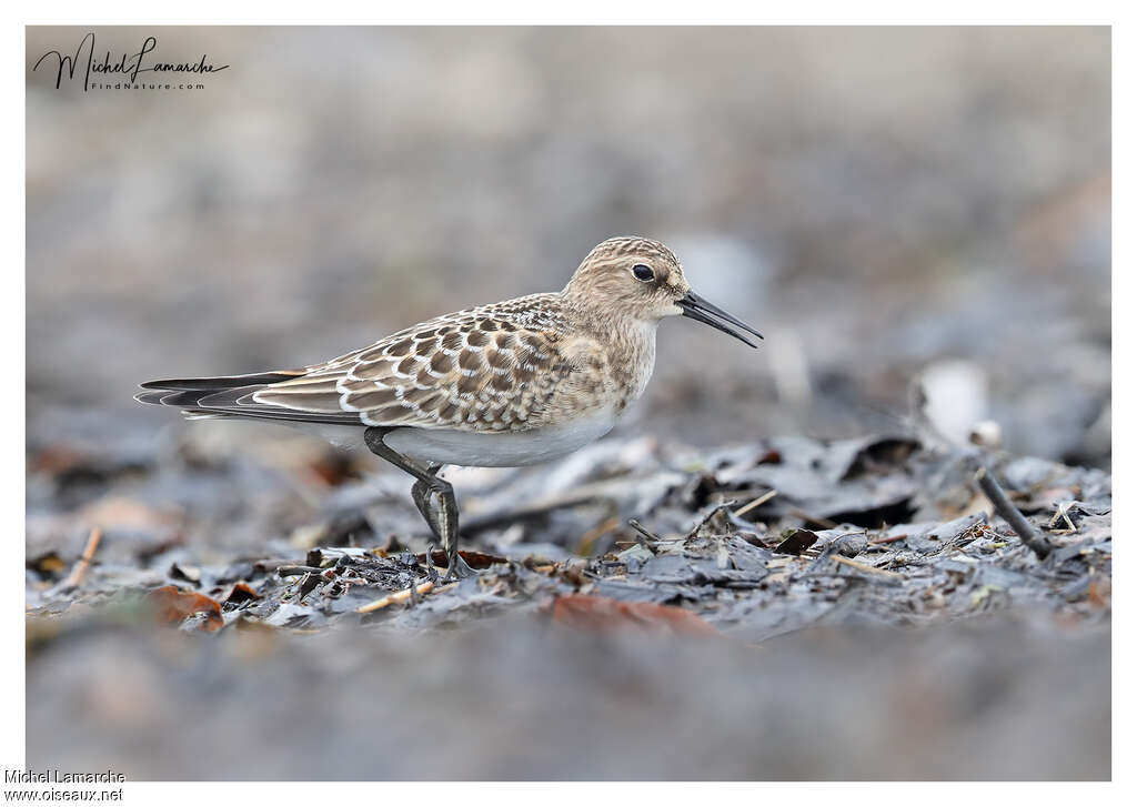 Baird's Sandpiperjuvenile