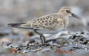 Baird's Sandpiper