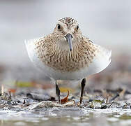 Baird's Sandpiper